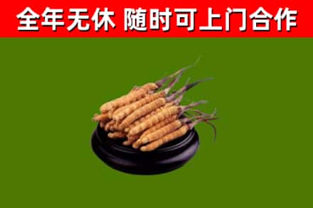 敦煌烟酒回收冬虫夏草.jpg