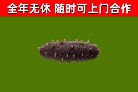 敦煌烟酒回收干海参.jpg